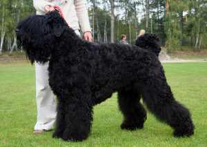 Чорний тер’єр