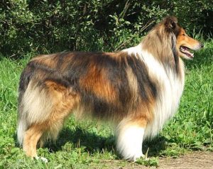 Коллі (довгошерста)