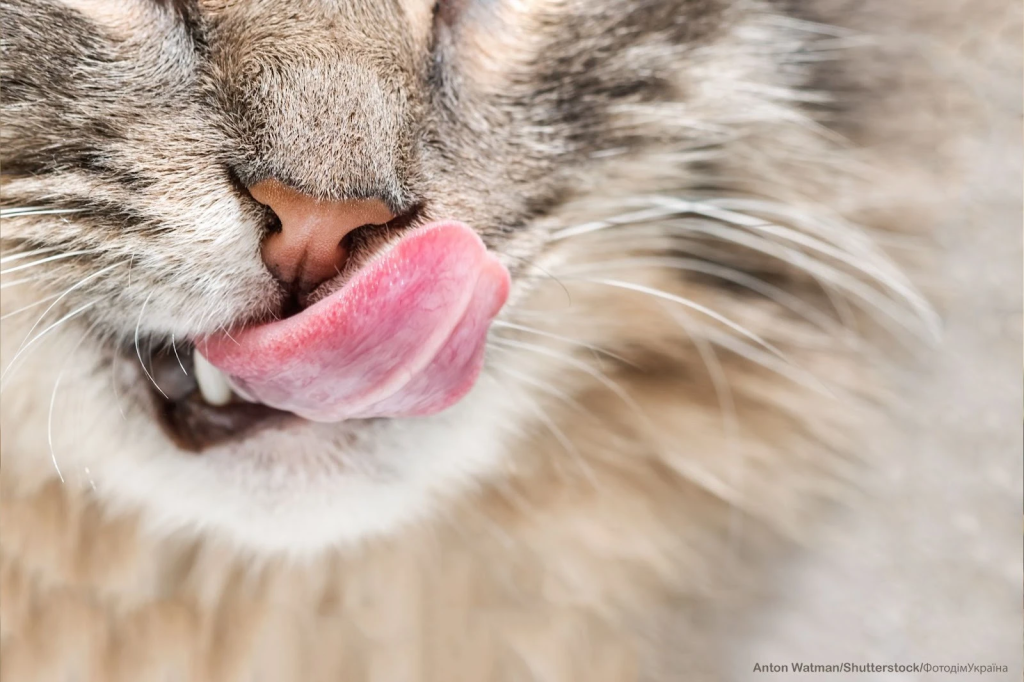 Ключові переваги Purina One у профілактиці сечокам’яної хвороби