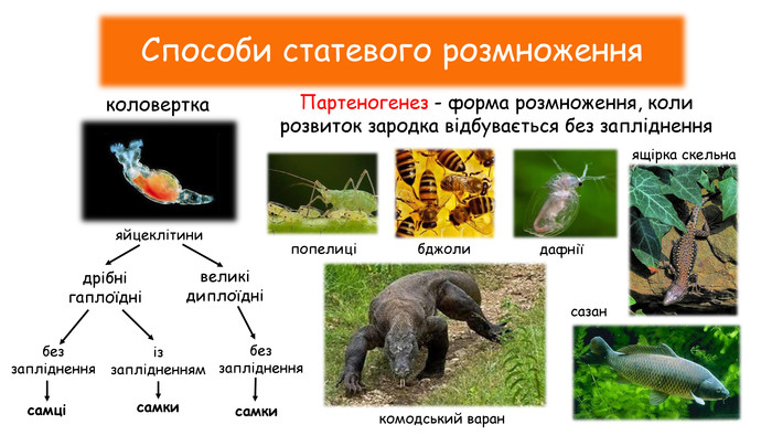 Репродуктивна поведінка тварин: що це і як працює-3