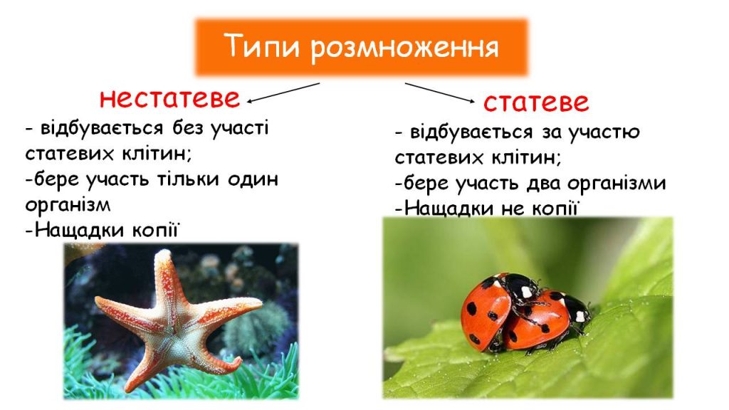 Репродуктивна поведінка тварин: що це і як працює-2