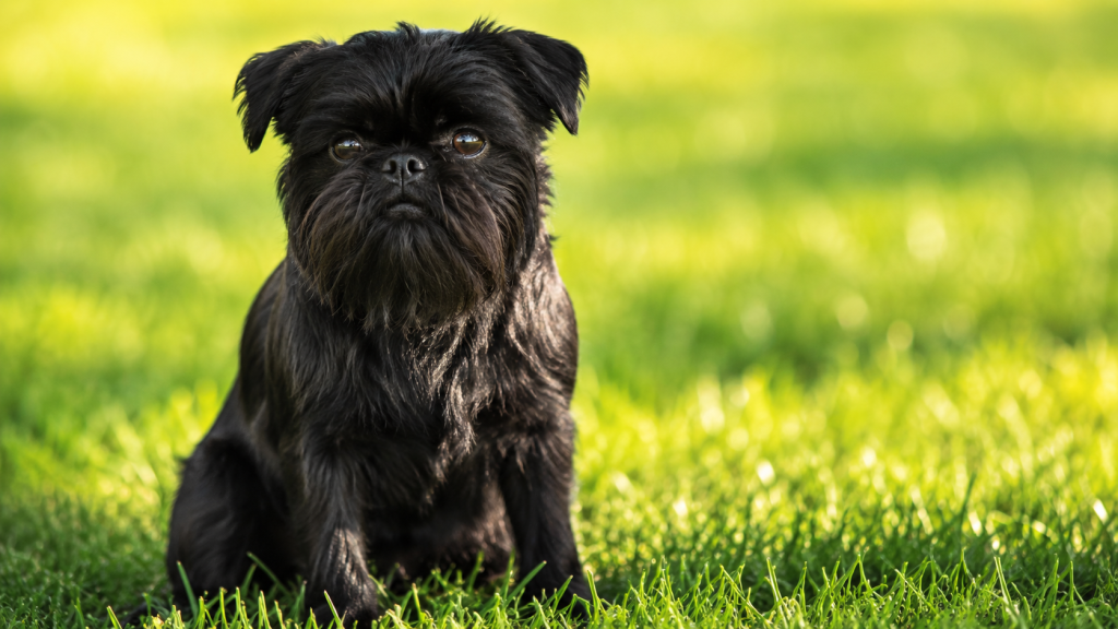 Маленька чорна собака Miniature Schnauzer крупним планом